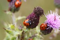 Coccinella 7-punctata - Seven spot ladybirds eating aphids on thistles