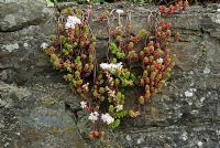 Sedum album - White Stonecrop growing in a garden wall