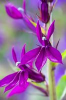 Lobelia 'Hadspen Purple'