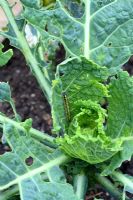 Brassica  - Cabbage, with Pieris rapae - white butterfly caterpillar destroying leaves