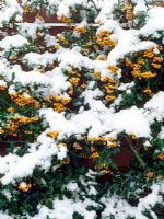 Pyracantha 'Soleil d'Or' under snow