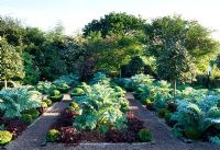 The Vegetable Garden with Buxus - Box topiary, Cynara cardunculus 'Florist Cardy', Heuchera 'Palace Purple',  Ilex JC Van Tol grown as standard. Veddw House, Monmouthshire. May 2008