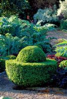 The Vegetable Garden - Buxus - Box topiary egg cups, Cynara cardunuculus 'Florist Cardy', Heuchera 'Palace Purple', Veddw House, Monmoutshire, May 2008