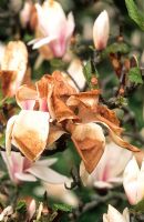 Frost damage to Magnolia blooms