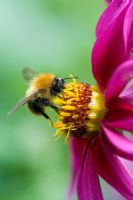 Bombus Pascuorum - Common carder bumble bee on Dalhia flower