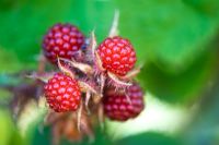 Rubus phoenicolasius - Japanese wineberry 