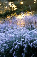 Frost covered grasses and seedheads of perennials including Pennisetum alopecuroides 'Hameln' and Verbena bonariensis in the Decennium border at Knoll Gardens, Dorset. November