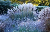 Frost covered grasses and seedheads of perennials including Pennisetum, Verbena bonariensis, Miscanthus sinensis 'Ferner Osten' and Cortaderia selloana 'Sunningdale Silver' in the Decennium border at Knoll Gardens, Dorset. November.