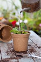 Watering transplanted Viola seedling in a biodegradable flower pot made from Bamboo and Rice material