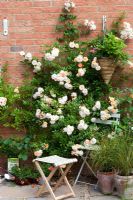 Plant support - Rosa 'Ghislaine de Feligonde' cascading over wall and garden chair. Anemanthele lessoniana syn. Stipa arundinacea in clay pots. 