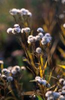 Seedheads of Aster ptarmicoides in autumn - Hermannshof Garden, Germany