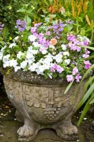 Stone container with annual plants of bizzy lizzie at Millennium Garden, Lichfield, Staffordshire NGS Garden