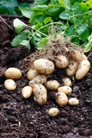 Maris Bard early potatoes lifted in mid June from a mid March planting - the yield from one tuber