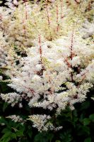 Astilbe 'Rock and Roll' - National Collection of Astilbe, Marwood Hill Garden, North Devon