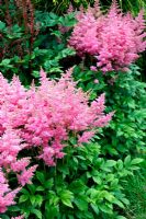 Astilbe 'Country and Western' - National Collection of Astilbe, Marwood Hill Garden, North Devon