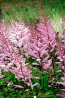 Astilbe 'Harmony' showing the tendency of the cultivar to sport to a paler form - National Collection of Astilbe, Marwood Hill Garden, North Devon
