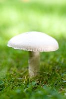 Agaricus Bisporus - Edible Mushroom in Lawn
