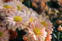 Chrysanthemum 'Honey Enbee wedding'