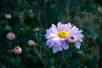 Chrysanthemum 'Pearl Enbee Wedding'