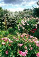 Formal rose garden with Rosa 'Comte de Chambord' (Damask), Rosa 'souvenir de la malmaison' (Bourbon), Rosa 'Rambling Rector' (Rambler) The Long Barn, Eastnor, Herefordshire in June