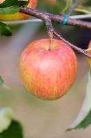 Malus 'Red Falstaff' - Apple