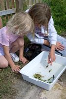Children looking at animals - Smooth newt, Pond snail and Common frog tadpole -in a tray after pond dipping