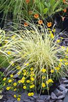 Ornamental variegated grass in container with yellow daisy