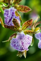 Zygopetalum orchid - Zygopetalum 'Adelaide Parklands'