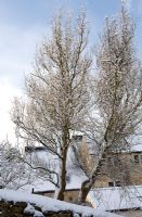 Twisted willow in winter snow. Salix babylonica var pekinensis 'Tortuosa'