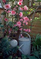 Metal watering can with pink Camellia