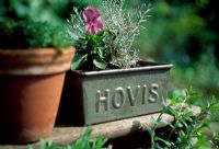 Hovis tin with Rosemary and Viola on wooden step