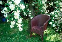 Painted aubergine Lloyd Loom chair under tree with Rosa 'Rambling Rector'