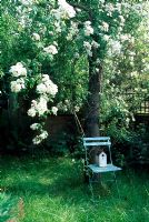 Bird box on painted chair under tree with Rosa 'Rambling Rector'