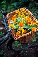 Rudbeckia in bicycle basket