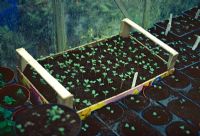 Seedlings in veg box and seed trays