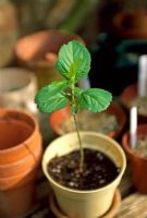 Malus seedling in pot on with other pots
