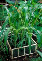 Young sweetcorn plants in small veg plot