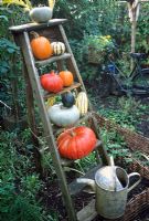 Pumpkins and squash on old wooden ladder