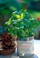 Basil in french tin container on windowsill