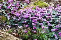 Cyclamen coum flowering amongst the roots of a tree in early spring