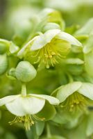 Helleborus x sternii in early spring