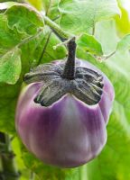 Solanum melongena - Aubergine 'Violetta Di Firenze'
