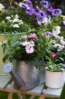 Dianthus 'Autumn Glory Mix' in containers with Stocks and Petunias