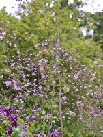 Thalictrum Delavayi 'Hewitts Double' - Meadow Rue at Grafton Cottage ,NGS, Barton-under-Needwood Staffordshire