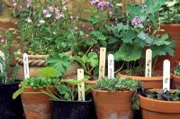 Plants in clay pots with price labels