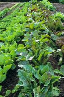 Rows of Beta vulgaris 'Cheltenham Greentop' - Beet and Lettuce salad leaves