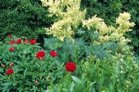 Paeonia officinalis with Armoracia rusticana - Horseradish and Rheum officinale - Rhubarb in flower