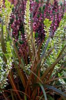 Uncinia uncinata rubra - Red Hook Sedge planted with bud heathers