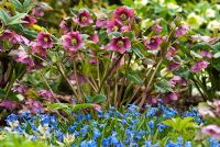 Helleborus x hybridus with Scilla sibirica -Siberian Squill in early Spring