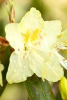 Rhododendron lutescens - Rhodo, Azaela. March.